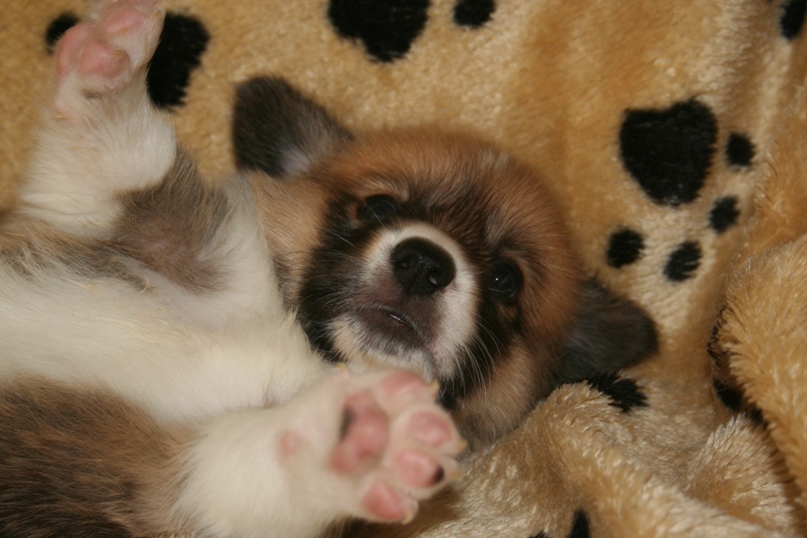 Puppies
